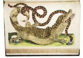 Antiquariaat Forum / Asher Rare Books